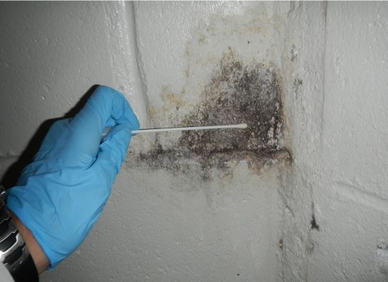 Mold Testing